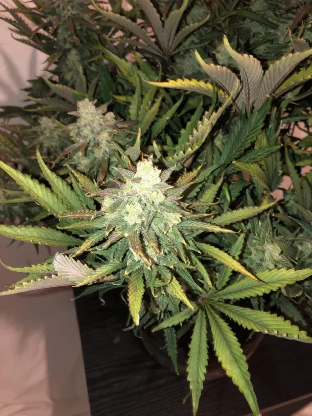 Fast Buds Sjemenke konoplje Gorilla Auto