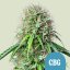 Royal Queen Seeds Cannabis Seeds Royal CBG Auto (korkea CBD)