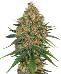 Sensi Seeds Σπόροι Κάνναβης Λευκό Τυρί Feminized by White Label, 3-10 τμχ