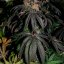 Silent Seeds Seminte exotice de canabis Pepene verde Runtz feminizate