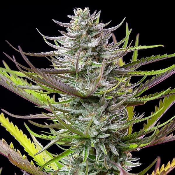 Royal Queen Seeds Seminte de canabis Mimoza feminizate