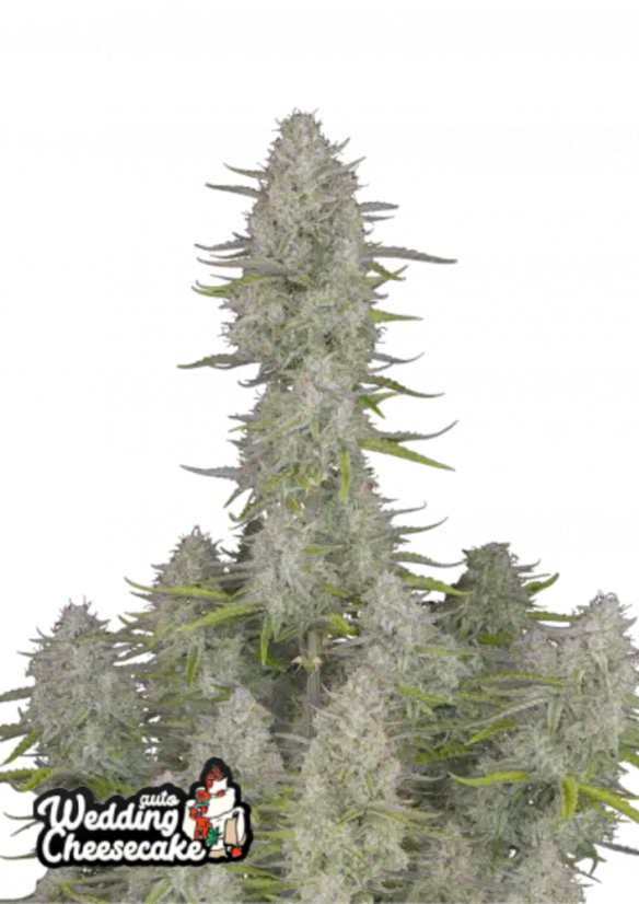 Fast Buds Semi di Cannabis Wedding Cheesecake Auto